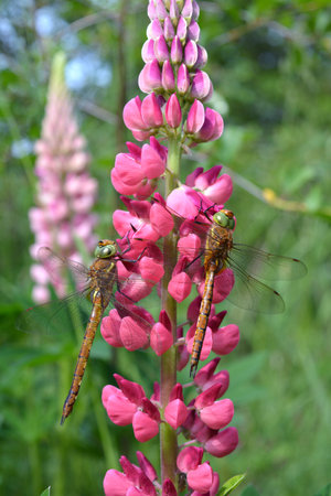 Two dragonflies on pink lupine flower moving in wind in early summer