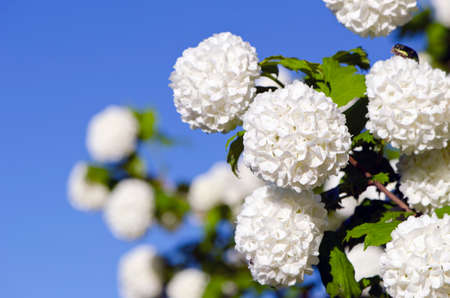 beautiful white viburnum flowers in springの写真素材