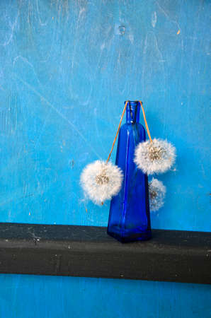blue decorative bottle with dry white dandelion clocksの写真素材