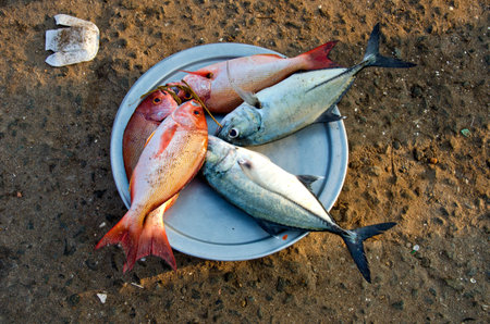 Fresh ocean  fish in Kanyakumari beach market
