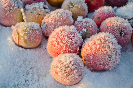 Red apple on garden table in  winter snow with ice crystalsの写真素材
