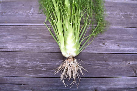 Fresh vegetable fennel Foeniculum vulgare on old wooden backgroundの写真素材