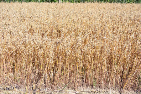 Ripe summer end golden oat field in farmlandの写真素材