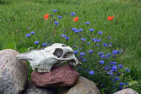 Horse skull bone cranium on stones in farm and summer flowersの写真素材