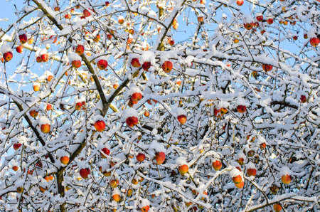 Autumn fall time apples harvest on tree covered fresh snow, autumn backgroundの写真素材