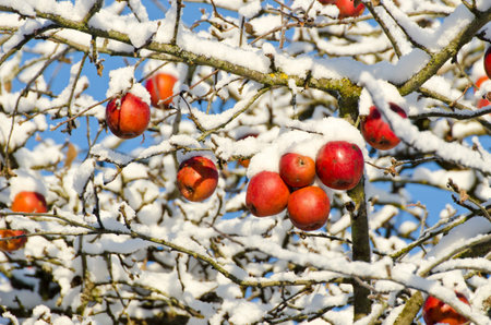 Autumn time apples on tree covered fresh snow, autumn background  の写真素材