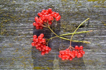 Fresh ripe viburnum red berries on old wooden backgroundの写真素材