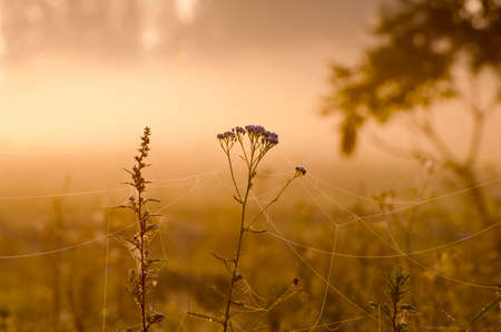 Misty summer end background, morning sunrise dawn and wet dewy grass with spider websの写真素材