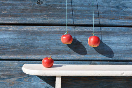 Hanging red apples on string and white shelf near old wooden blue wallの写真素材