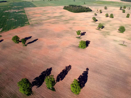 Spring agriculture fields and old oaks group, spring farmland landscape, aerial viewの写真素材
