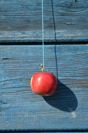 hanging red apple on old wooden barn wallの写真素材