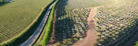 Asphalt road and blossoming large apple tree orchard, aerial viewの写真素材