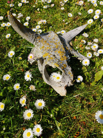 Cow scull on green meadow with flowersの写真素材