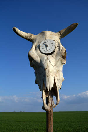 Time symbol old clock in cow skull cranium on blue sky backgroundの写真素材
