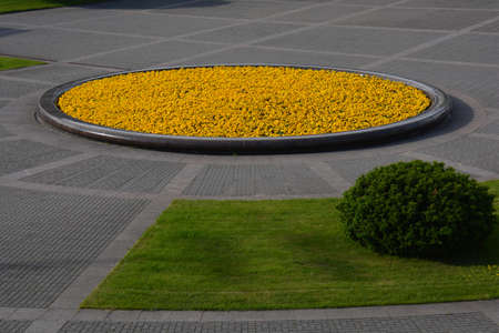 Circle flower bed with yellow plants in city on granite squareの写真素材