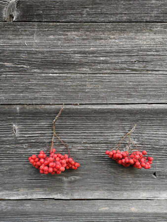 Two bunches rowan berries on old wooden wall background. Autumn background with red berriesの写真素材