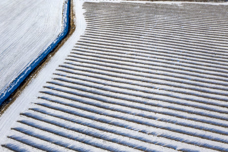 lines rows of bush currant plantation in winter, aerial view