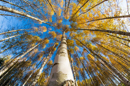 Golden Birch forest in autumn season. Fisheye viewの写真素材
