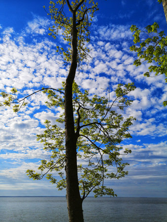 fresh young spring leaves on tree and sea lagoon waterの写真素材