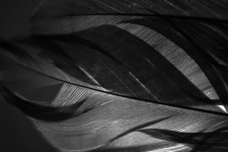 A black and white of part of 2 feathers with a light behid them.の写真素材