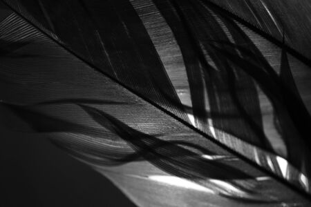A black and white of part of 2 feathers with a light behid them.の写真素材