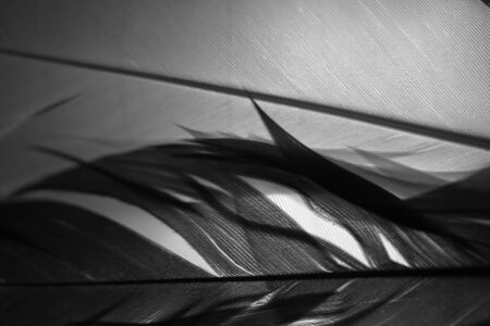 A black and white of part of 2 feathers with a light behid them.の写真素材