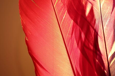 Red and purple feathers together with a light behind themの写真素材