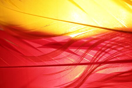 Red and yellow feathers together with a light behind them.の写真素材