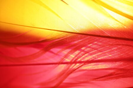 Red and yellow feathers together with a light behind them.の写真素材