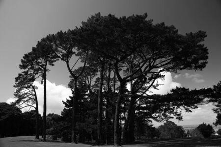 A black and white of large trees in Cornwall park in Auckland, New Zealand.の写真素材