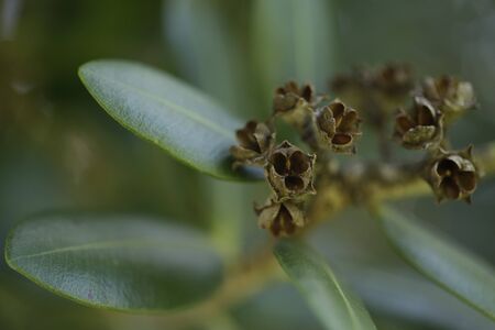 The buds of the flower of the pohutukawa tree after the flower is gone with leaves.の写真素材
