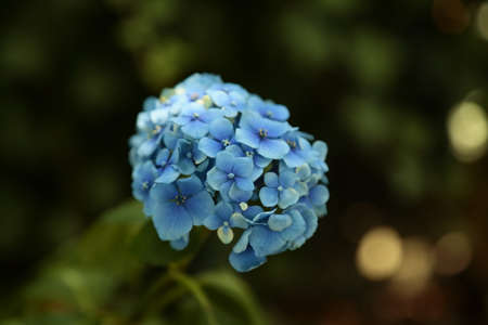 Blue flowers of a hydrangea plant.の写真素材