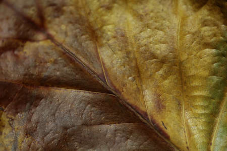 Part of an autumn leaf.の写真素材