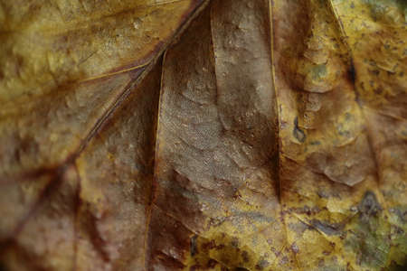 Part of an autumn leaf.の写真素材