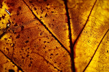 Part of an autumn leaf with a light behind it.の写真素材