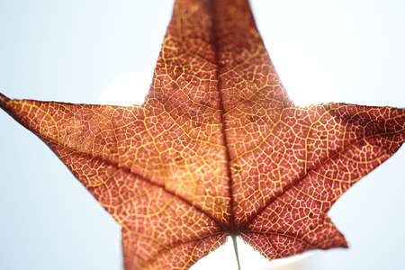A burgundy autumn leaf with a light behind it.の写真素材