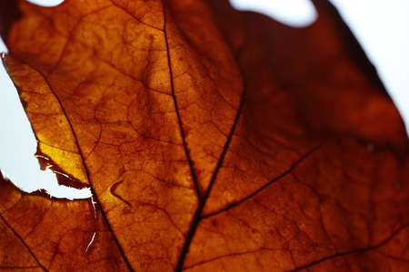 Part of an autumn leaf with a light behind it.の写真素材