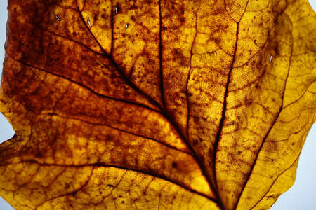 Part of an autumn leaf with a light behind it.の写真素材