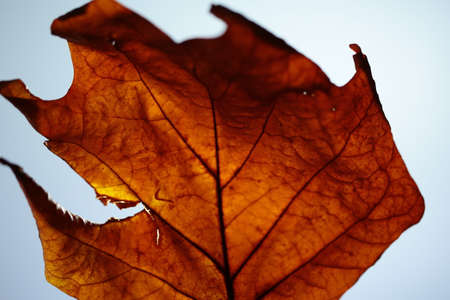 An autumn leaf with a light behind it.の写真素材