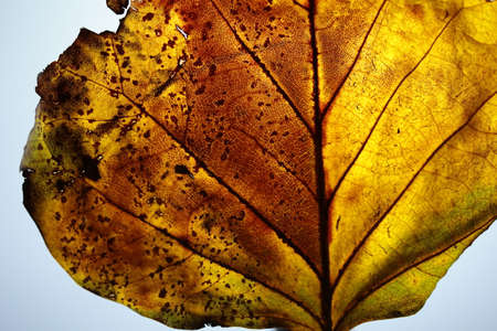 Part of an autumn leaf with a light behind it.の写真素材