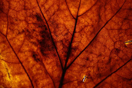 A close up of an autumn leaf with a light behind it.の写真素材