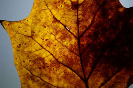 Part of an autumn leaf with a light behind it.の写真素材