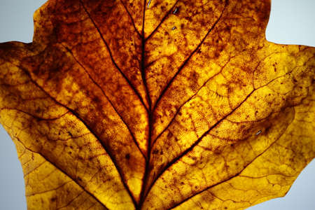 Part of an autumn leaf with a light behind it.の写真素材