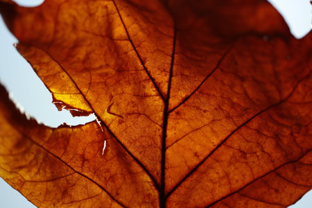 Part of an autumn leaf with a light behind it.