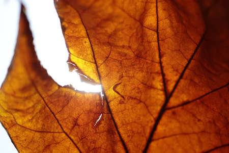Part of an autumn leaf with a light behind it.の写真素材