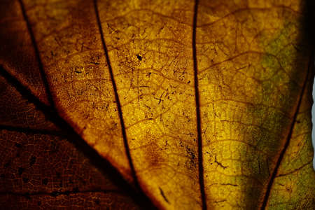 Part of an autumn leaf with a light behind it.の写真素材