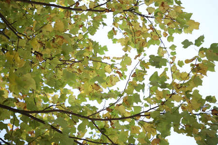 The leaves and branches of a tree in autumn as the leaves change color.の写真素材