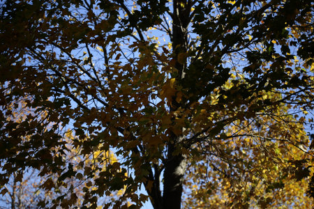 Part of a tree in the autumn as the leaves change color.