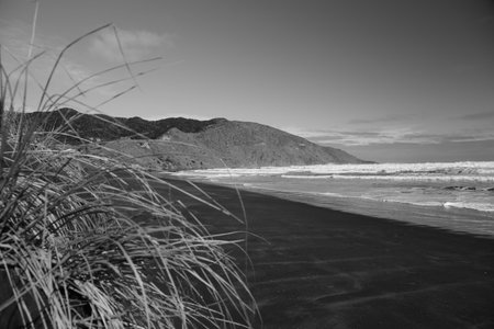 A black and white of the beach view at Port Waikato in New Zealand.  View of the land, sea, sand and sky and part of a flax plant.の写真素材