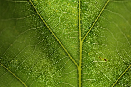 A close up of part of a leaf with a light behind it.の写真素材